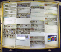 Media resource of Nanophyes marmoratus