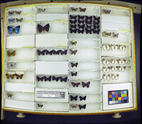 Media resource of Acrodipsas arcana