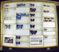 Media resource of Arhopala helianthes