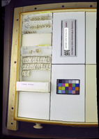 Media resource of Zavreliella marmorata