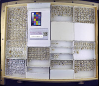 Media resource of Paraphlepsius irroratus