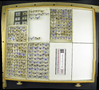 Media resource of Celastrina argiolus