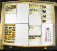 Media resource of Citrinophila erastus