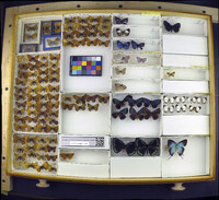 Media resource of Epitola carcina