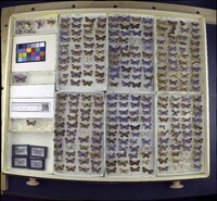 Everes comyntas image