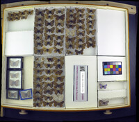 Media resource of Gaeides dione