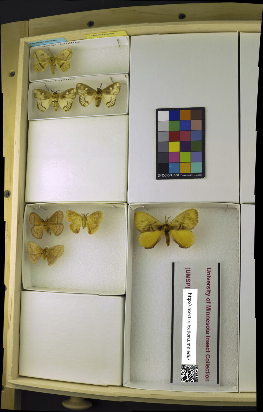 Strigivenifera image