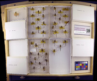 Media resource of Sympetrum rubicundulum