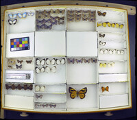 Media resource of Lampides boeticus