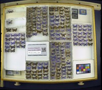 Media resource of Lycaeides argyrognomon