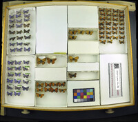 Media resource of Lycaena alciphron