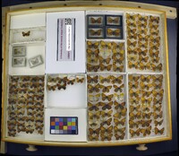 Media resource of Lycaena hypophlaeas