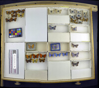 Media resource of Lysandra coridon