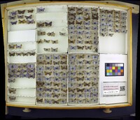 Media resource of Plebejus argus