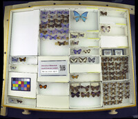 Media resource of Pseudolycaena marsyas