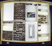 Media resource of Satyrium calanus