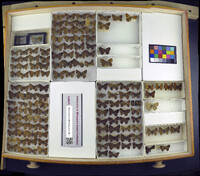 Satyrium edwardsii image