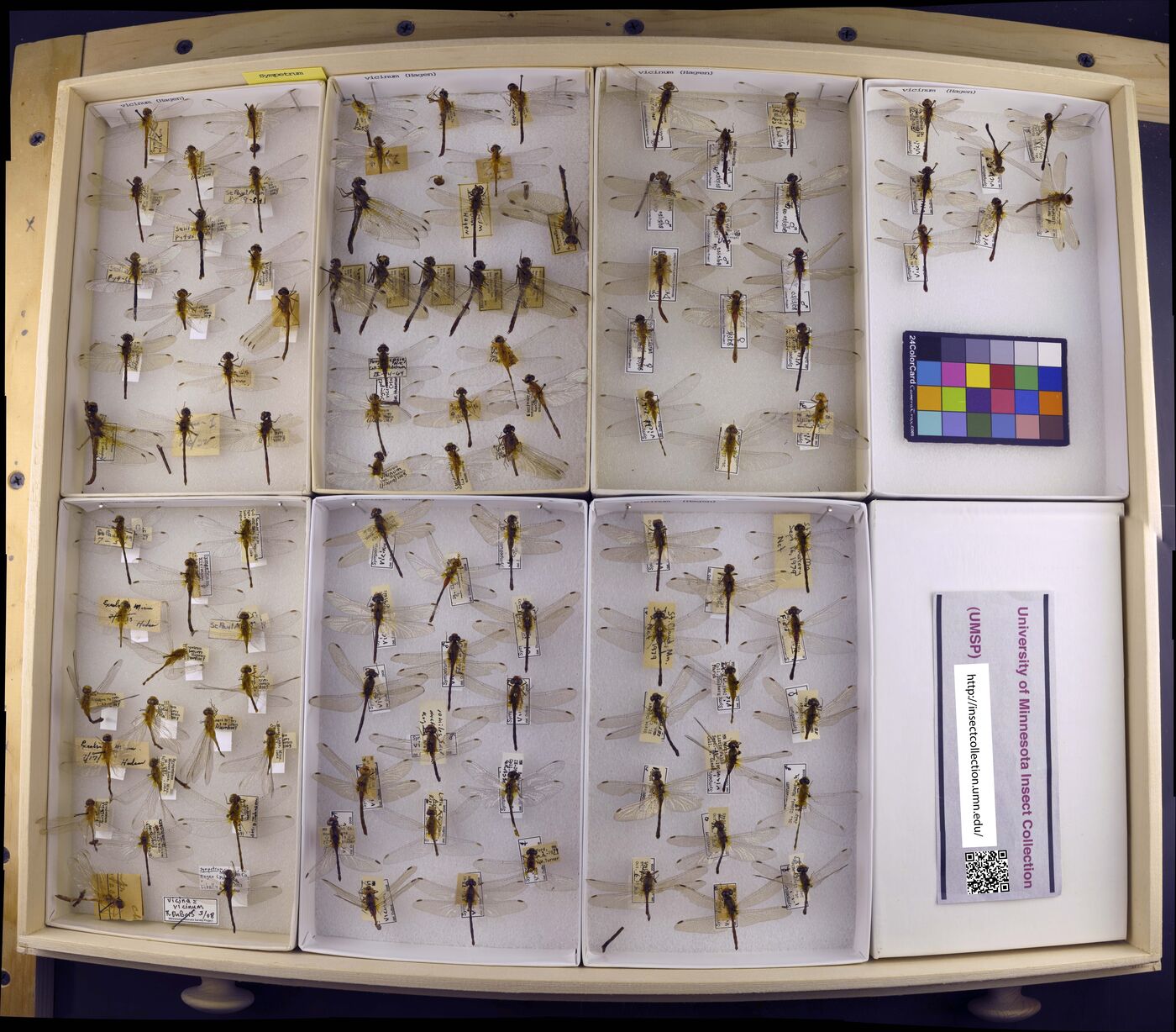 Sympetrum vicinum image