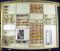 Media resource of Podalia angulata