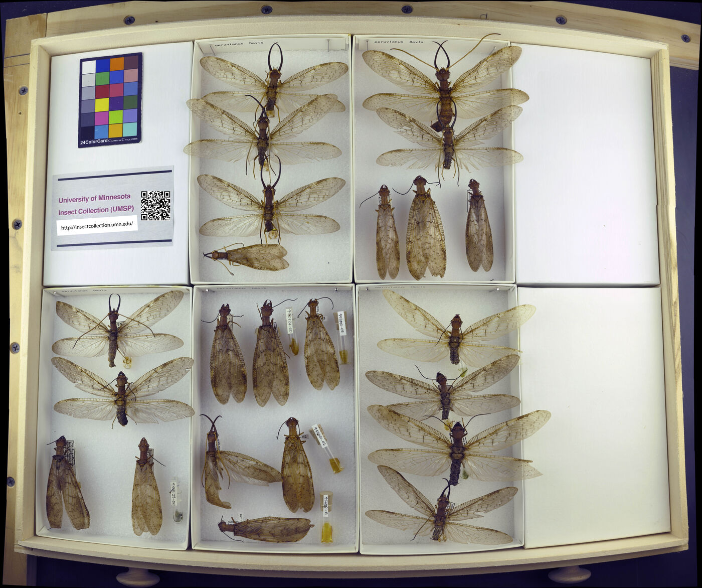 Corydalus peruvianus image