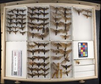 Media resource of Prionoxystus macmurtrei