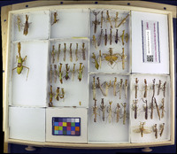 Media resource of Stagmomantis carolina