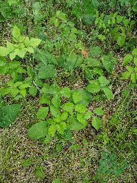 Toxicodendron rydbergii image