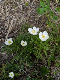 Anemone virginiana image