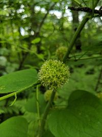 Smilax herbacea image
