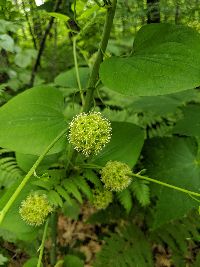 Smilax herbacea image