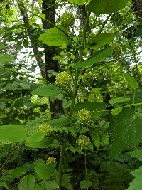 Smilax herbacea image