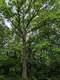 Quercus macrocarpa image
