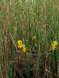Iris pseudacorus image