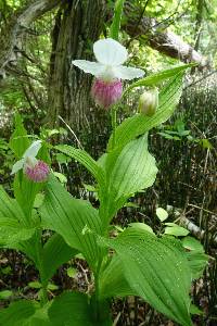 Media resource of Cypripedium reginae