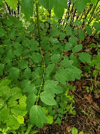 Thalictrum dasycarpum image