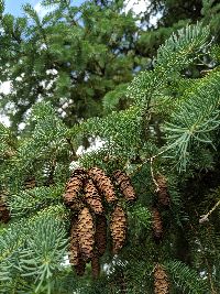 Picea abies image