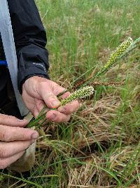 Carex utriculata image