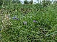 Iris versicolor image