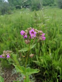 Image of Mirabilis nyctaginea