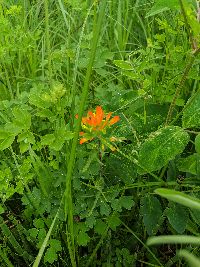 Castilleja coccinea image