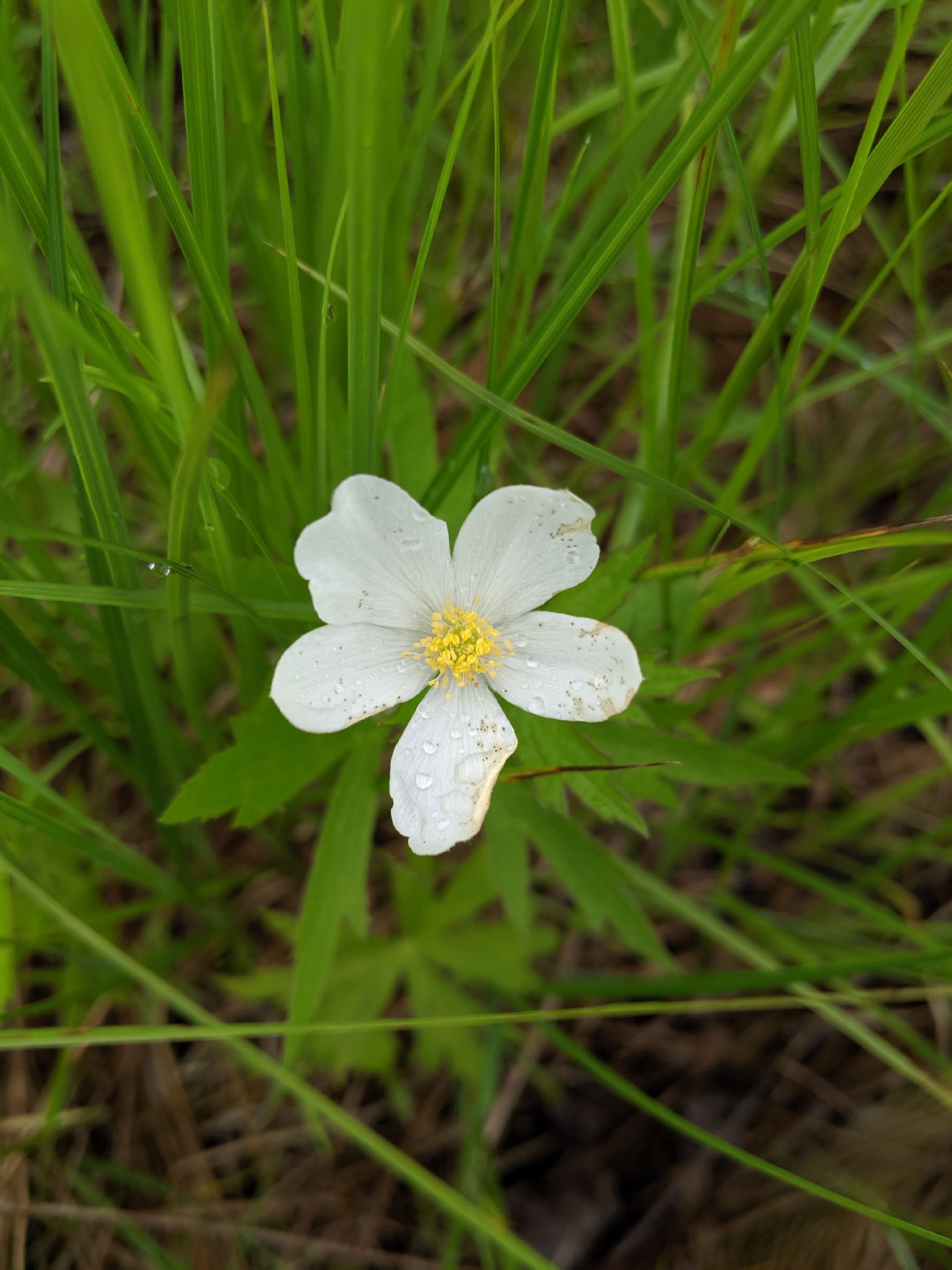 Anemone canadensis image