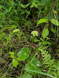 Caltha palustris image