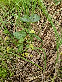 Caltha palustris image
