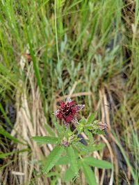 Comarum palustre image