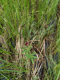 Comarum palustre image