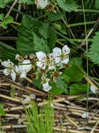 Rubus allegheniensis image