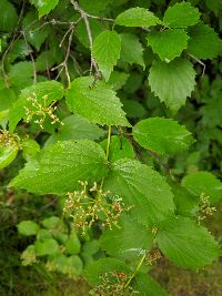 Viburnum rafinesquianum image