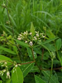 Image of Apocynum androsaemifolium
