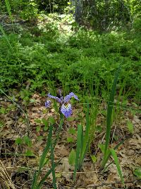 Iris versicolor image