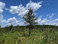 Pinus banksiana image